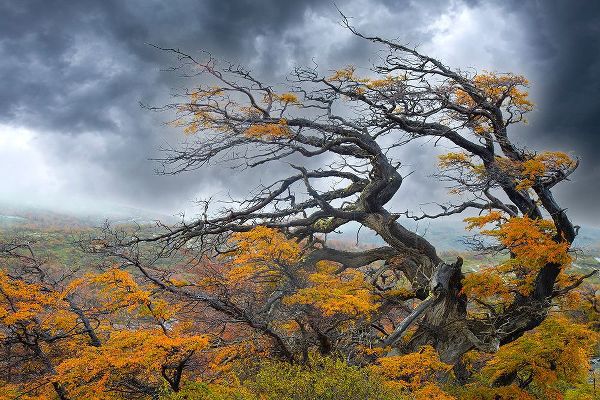 Jaynes Gallery 아티스트의 Argentina-Patagonia-Fierce winds have shaped these trees작품입니다.